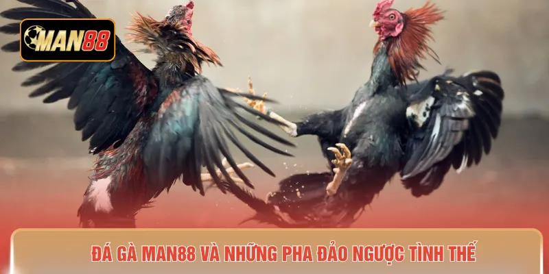 Đá gà MAN88 và những pha đảo ngược tình thế