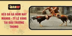 Kèo Đá Gà Hôm Nay MAN88 - Tỷ Lệ Vàng Tại Đấu Trường Thomo